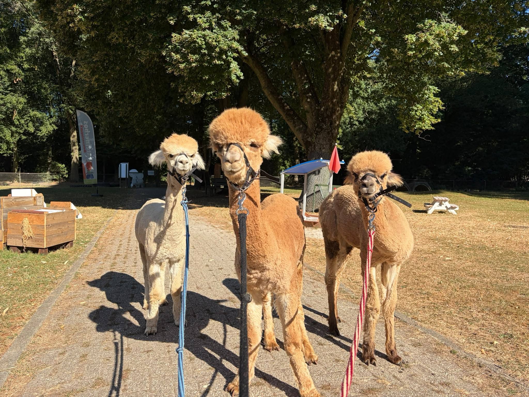 alpacas.jpg